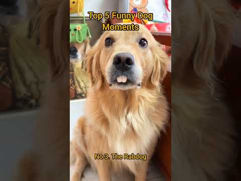 Top 5 Funny Dog Moments
