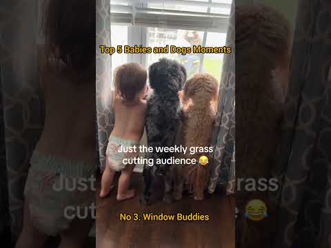 Top 5 Baby and Dog Moments