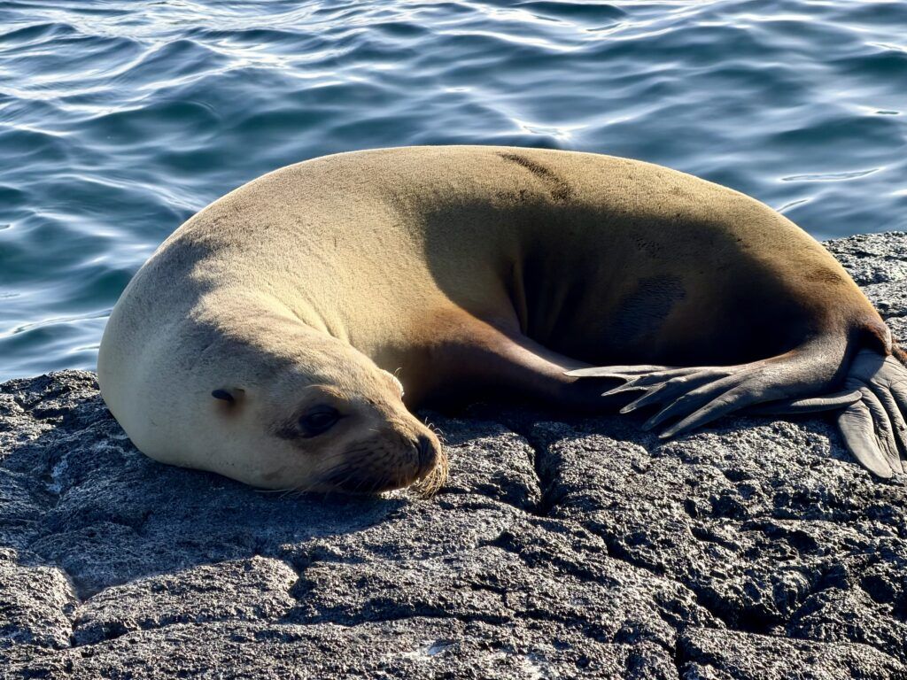 HX Galapagos Cruise Review: What Sailing Santa Cruz II Is Really Like