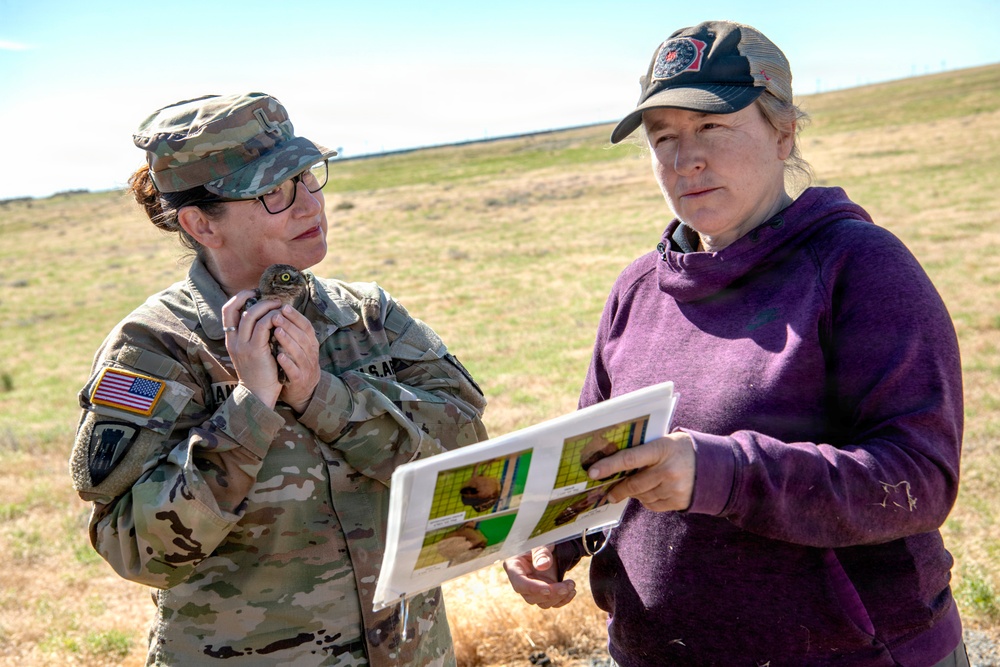 The Rees Training Center continues its efforts to preserve Western Burrowing Owl colonies