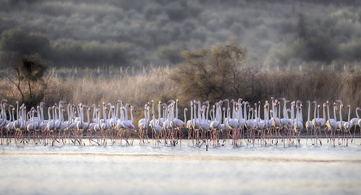 Wild flamingos on the Vjosa–Narta protected lands in Albania