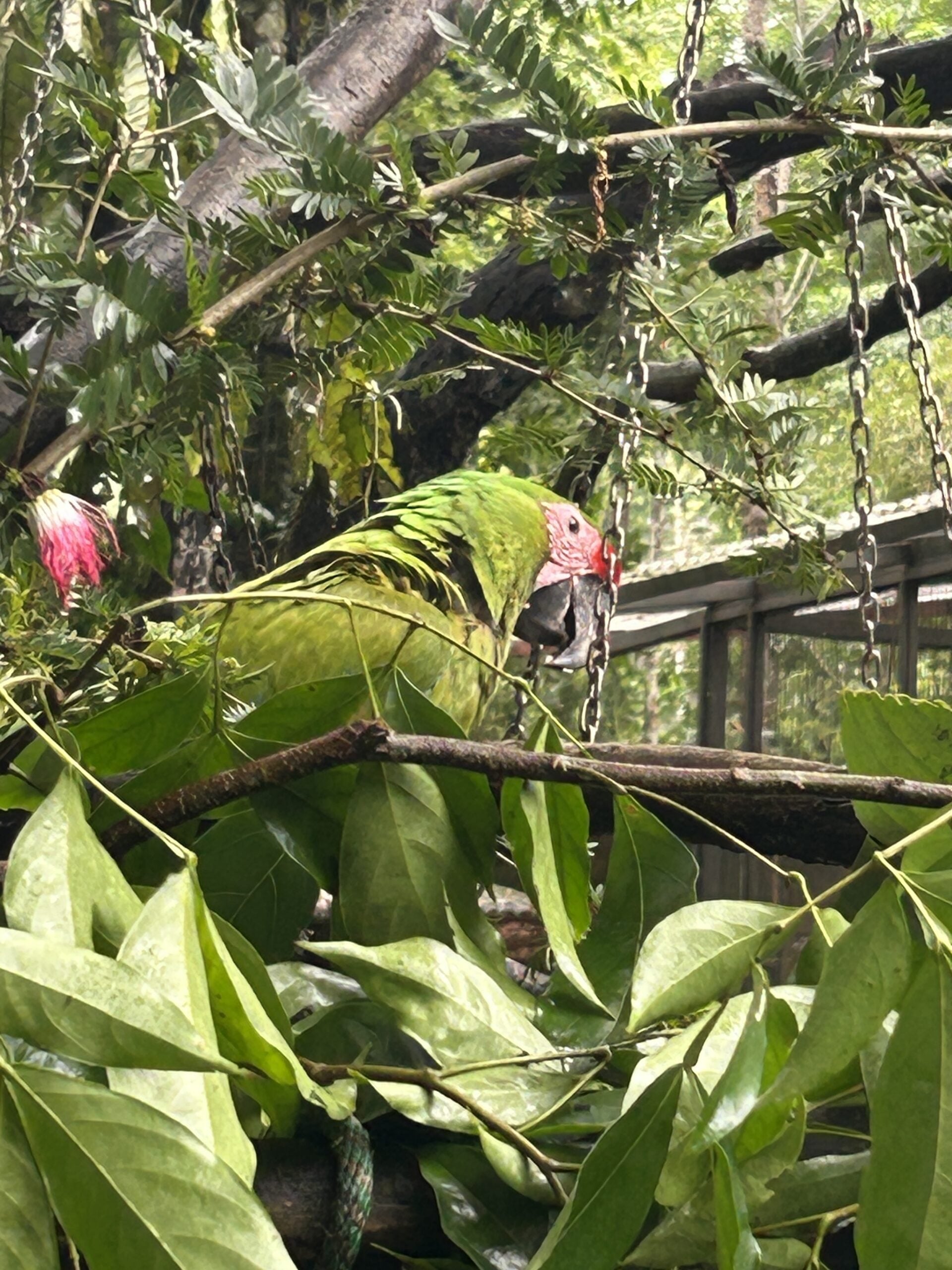 green macaaw parrot costa rica 