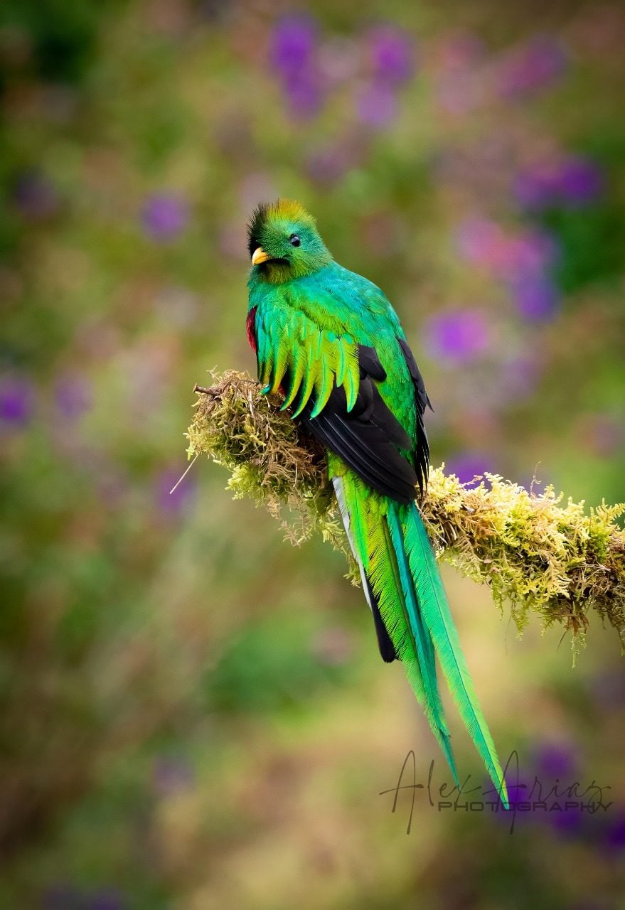 quetzal by alex
