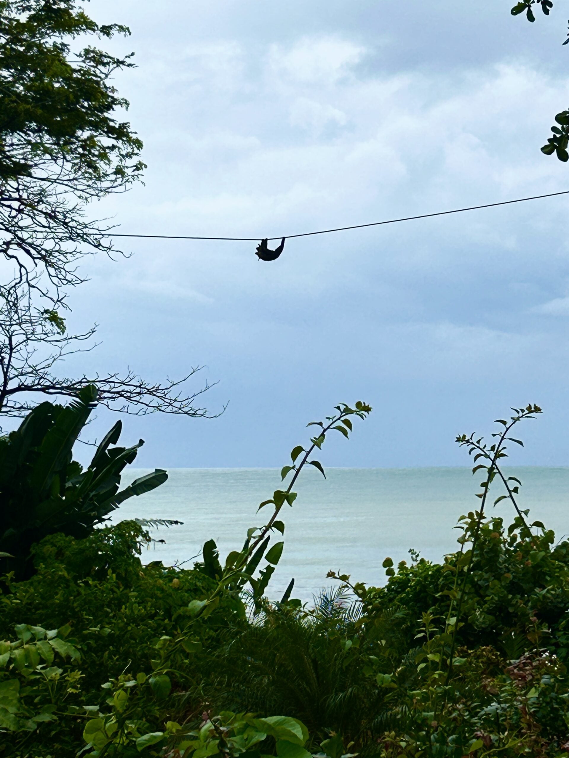 sloth on a wire in costa rica