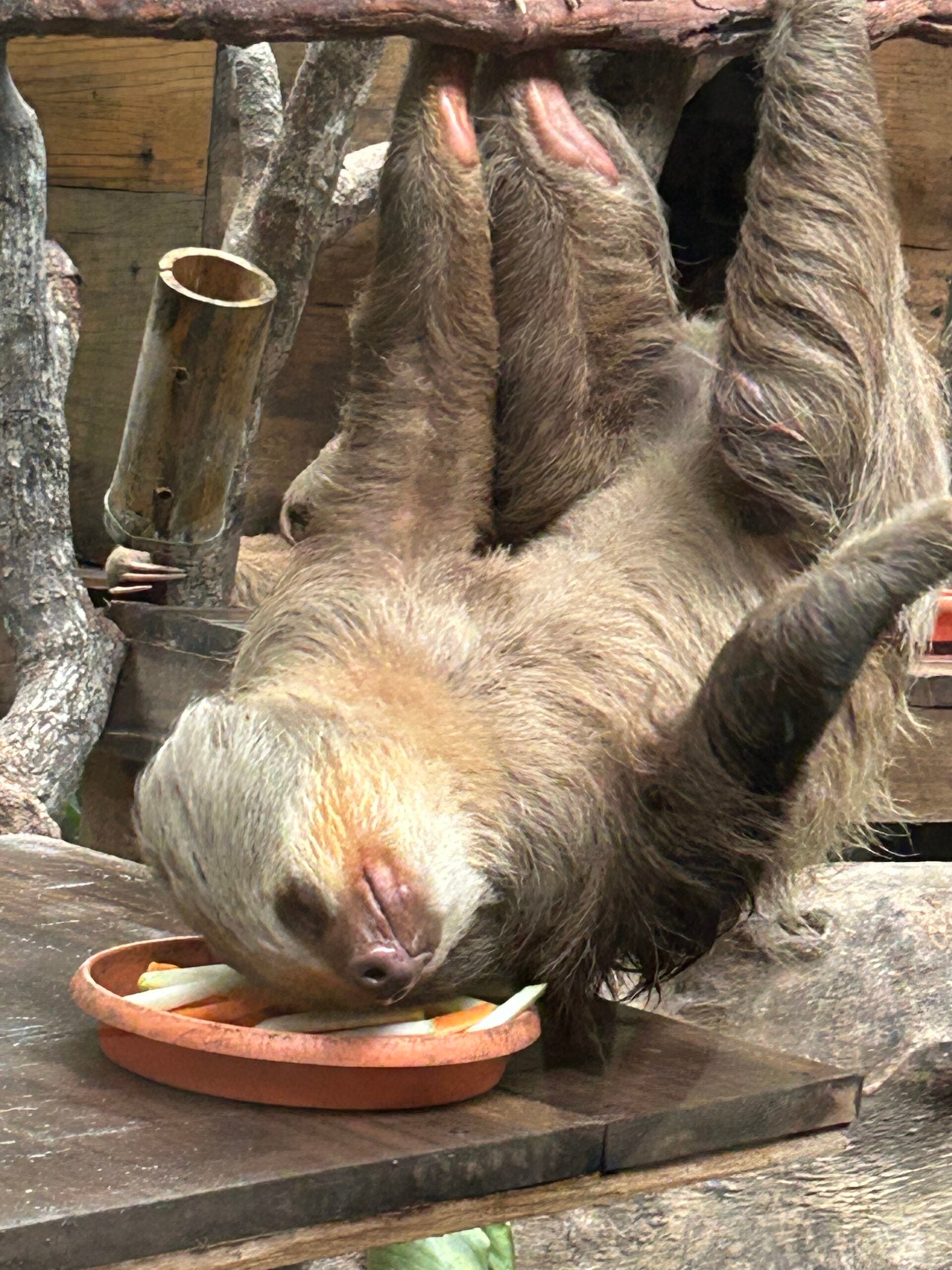 sloth in costa rica 