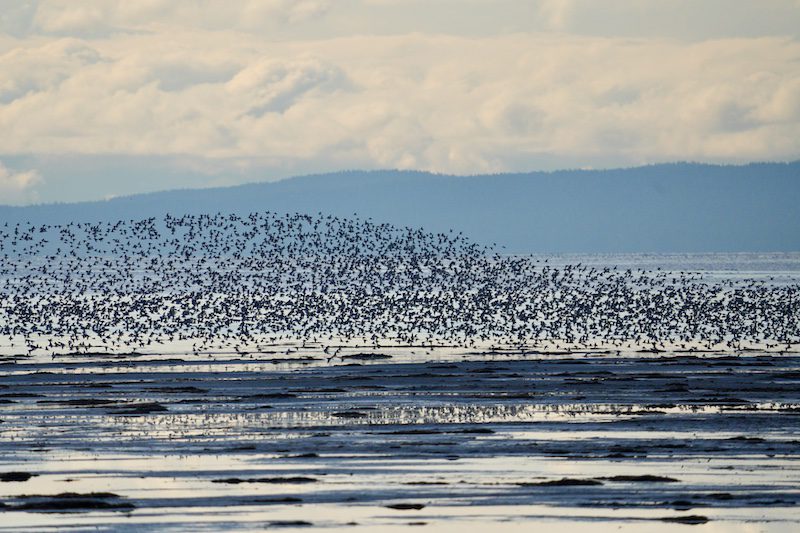 A large flock of sandpipers at Boundary Bay