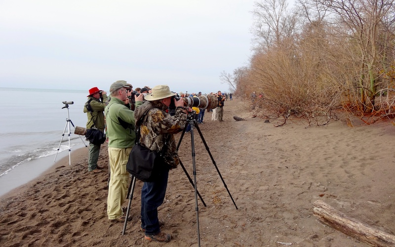 Point Pelee birdwatchers