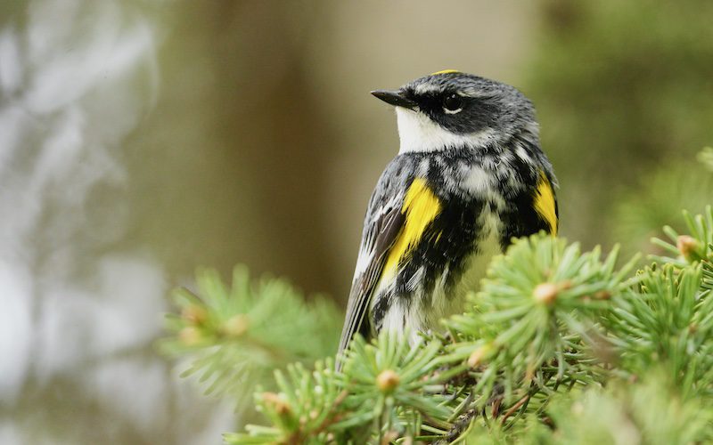 Yellow-rumped Warbler