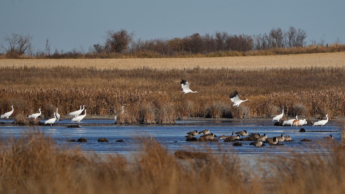 Whooping Cranes in Saskatoon Canada bird migrations