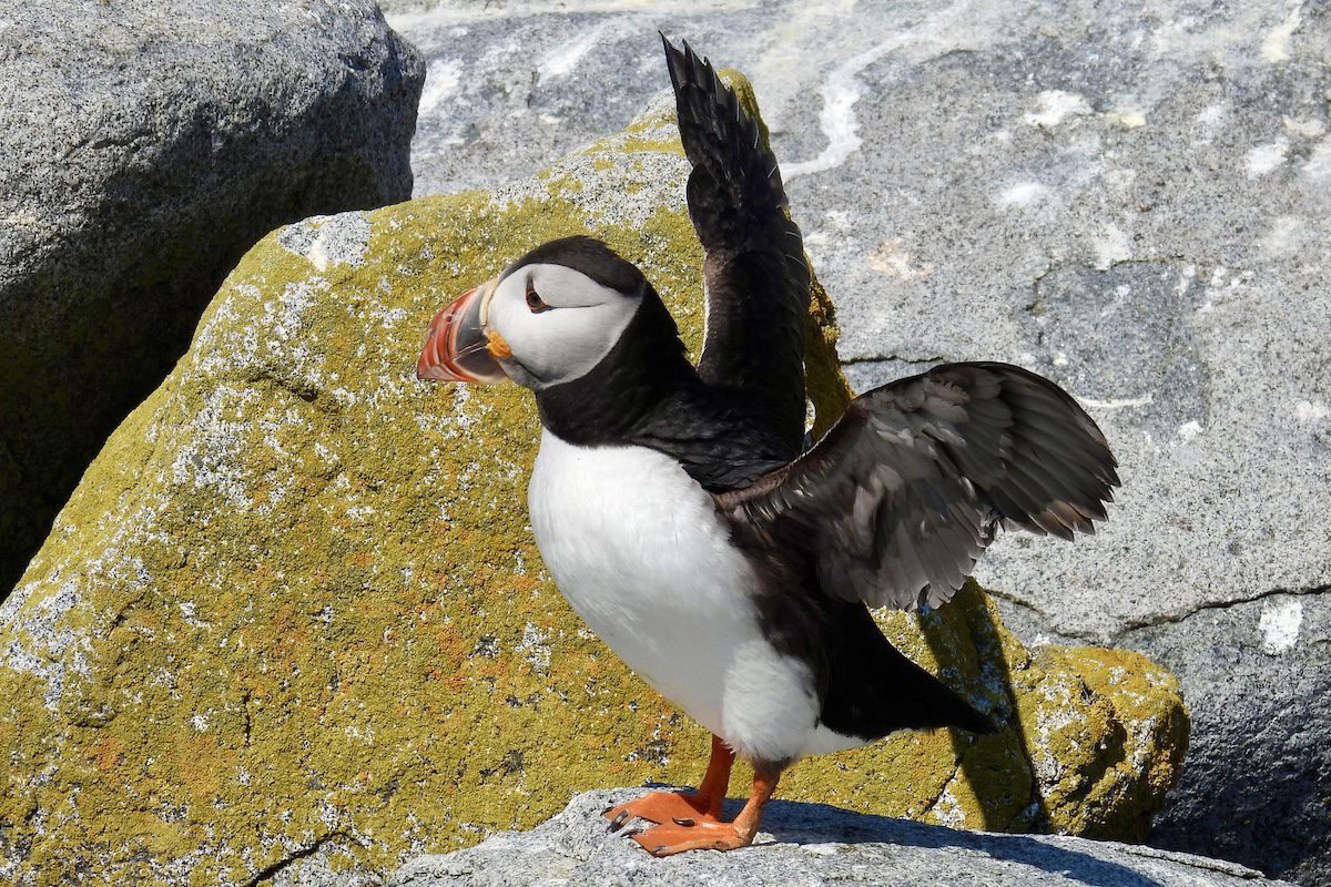 A puffin flaps its wings on Machias Seal Island in N.B.