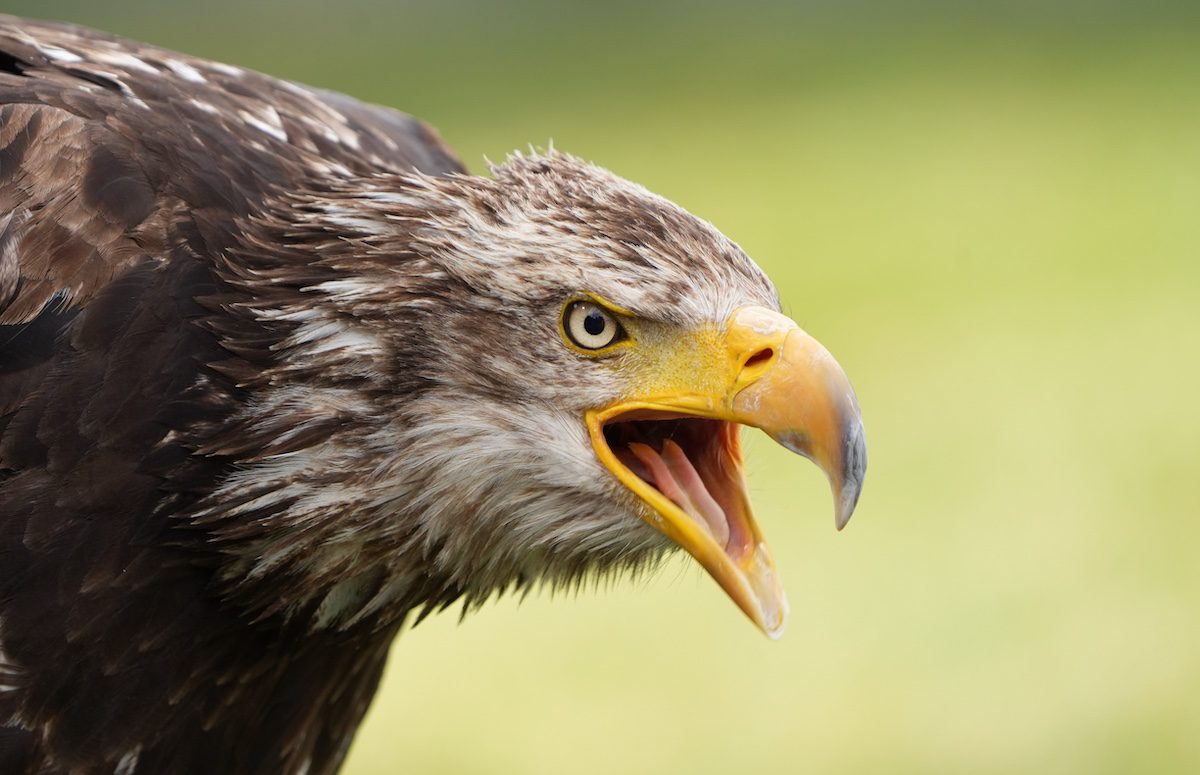 A bald eagle seen during a bird migration in Canada in Squamish BC