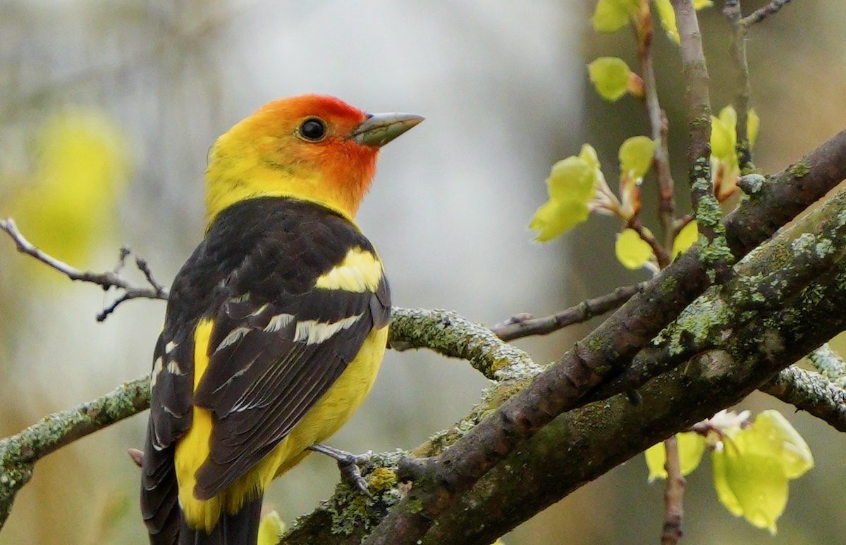 Western Tanager, one of the bird migrations in Canada to watch