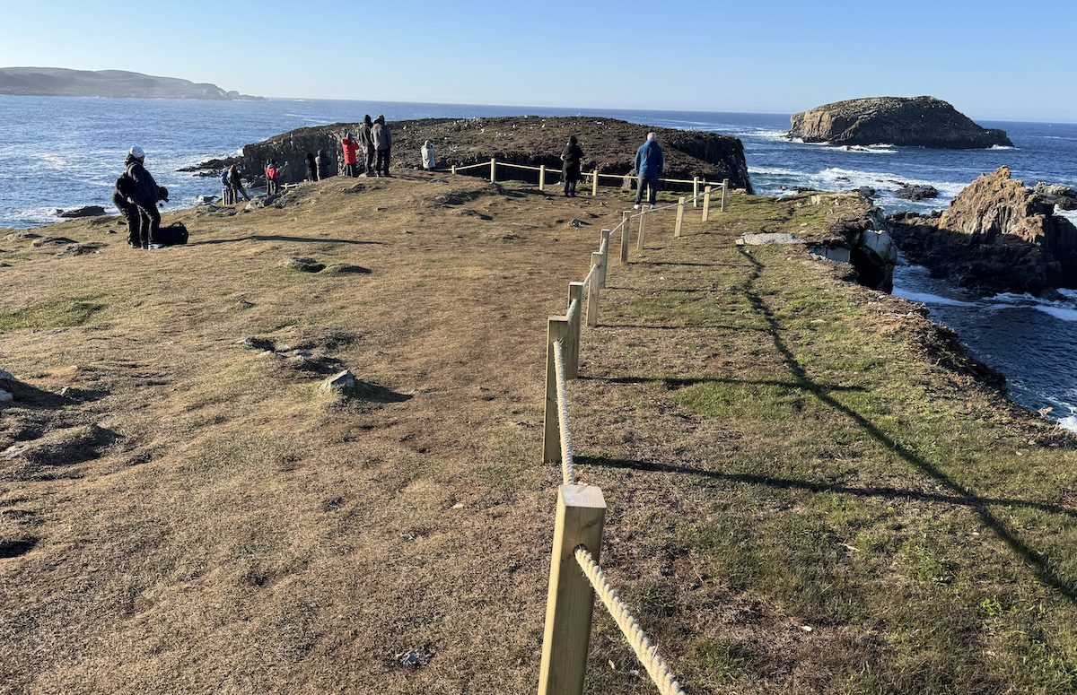 Elliston Puffin Viewing Site
