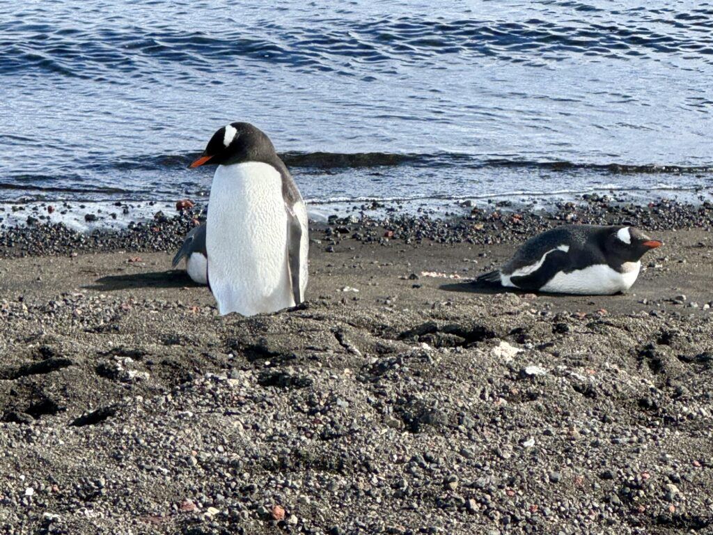 penguins antarctica