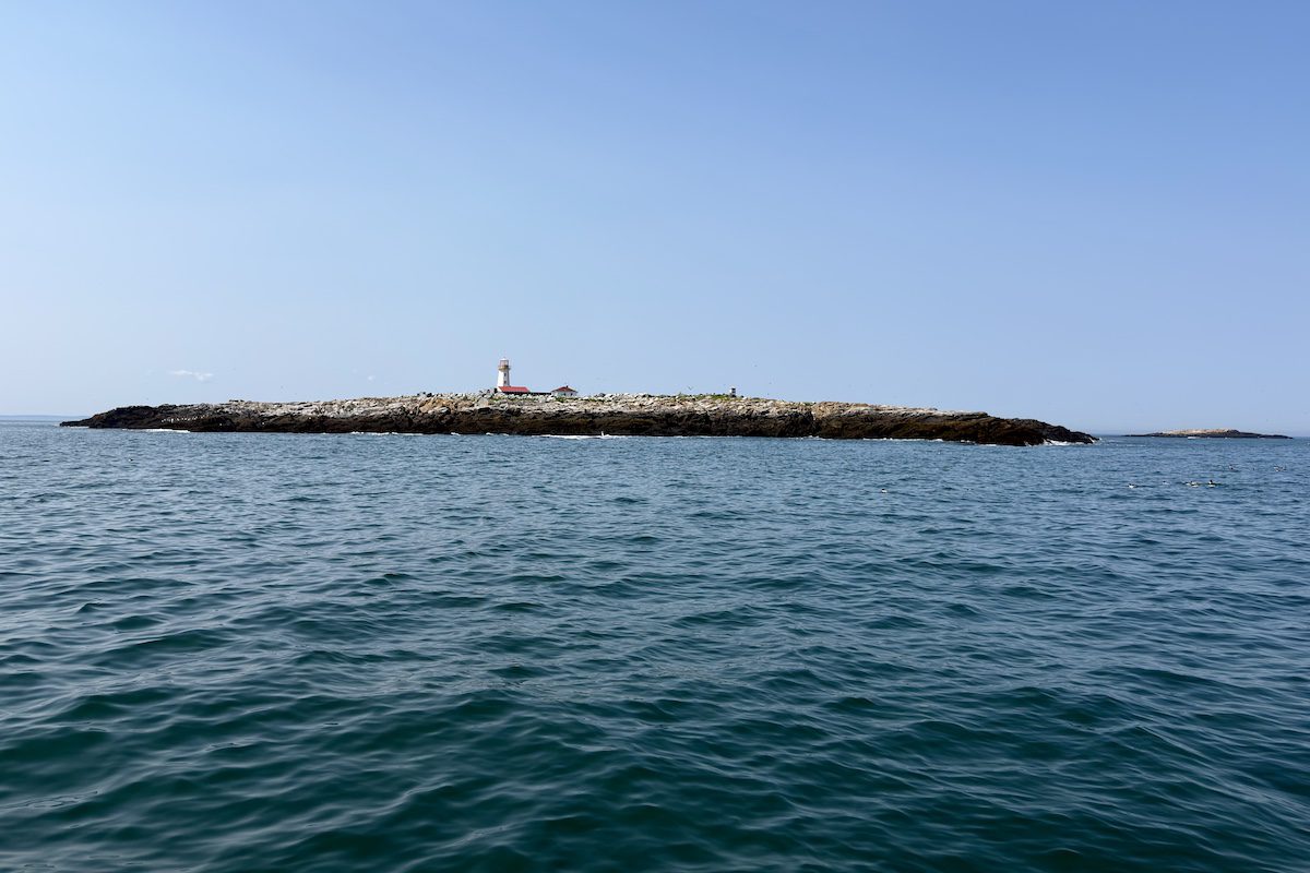 Machias Seal Island is tiny and rocky