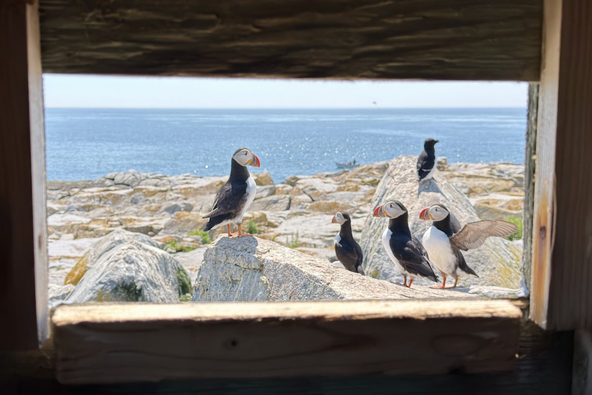 Puffin spotting from the viewing blind on Machias Seal Island