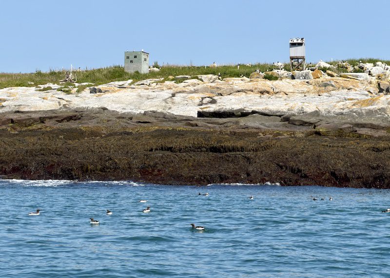 Sea view of bird blinds for puffin spotting on Machias Seal Island