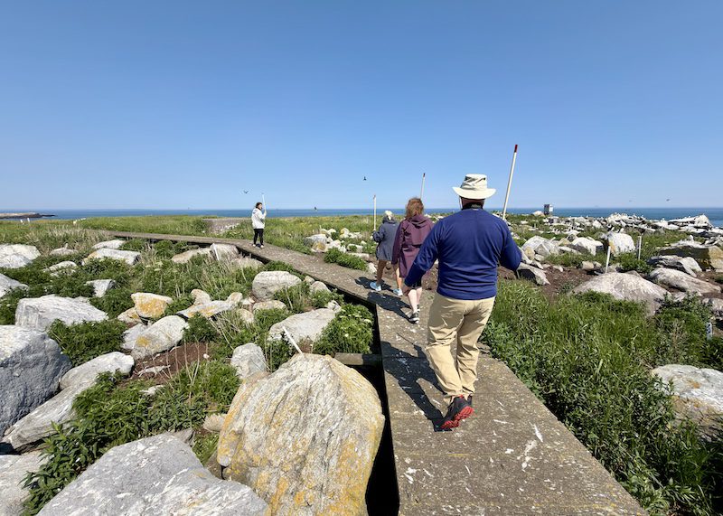 Walking with sticks down boardwalk on Machias Seal Island