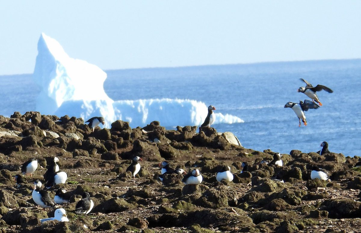 Two puffins land in front of iceberg in Elliston
